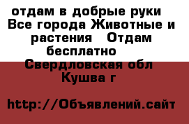 отдам в добрые руки - Все города Животные и растения » Отдам бесплатно   . Свердловская обл.,Кушва г.